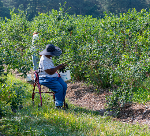 blueberry pickers-9910.jpg